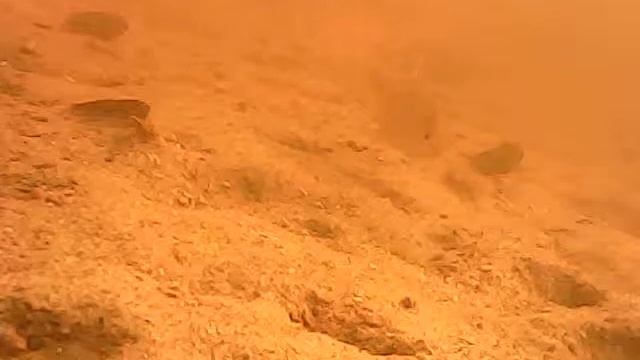 Подводные сьемки. Река Соть 9 августа. смотреть онлайн