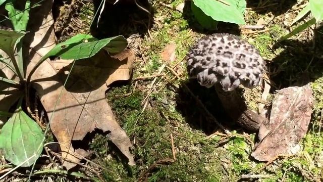 Old Man Of The Woods