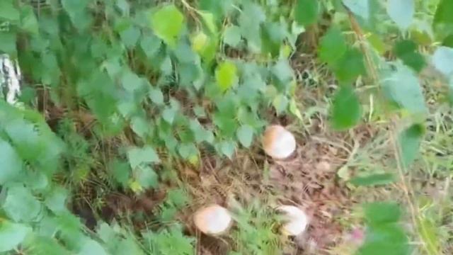 7 сентября народный праздник Тит Листопадник. Что нельзя делать. Народные традиции и приметы. смотреть онлайн