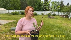 Как выбрать лучшее место в саду для ГОРТЕНЗИИ МЕТЕЛЬЧАТОЙ 💐