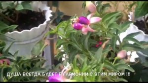 Фуксия без этого не будет цвести