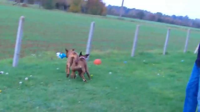 bassia 9 смотреть онлайн