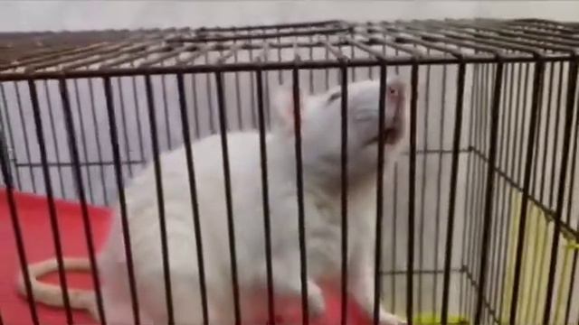 Котенок Экзот, крыса и рыжий кот . смотреть онлайн