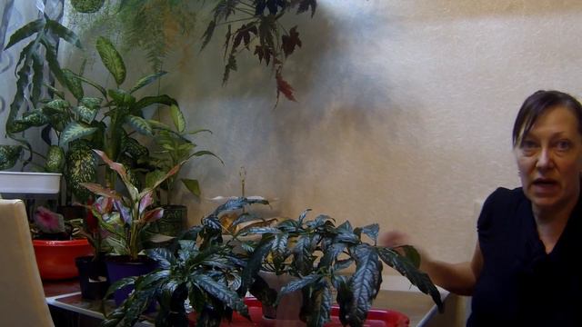 №2 Беспроблемный цветок в моей коллекции. смотреть онлайн