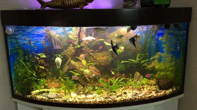 Нерест скалярий в молодом аквариуме. В общем аквариуме. На лимоннике. смотреть онлайн