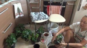Комнатные цветы/Как все начиналось/Болталка/Пересадка/Мое цветоводство