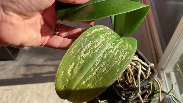 PHALAENOPSIS ORCHID HOUSEPLANT CARE ❄❄ What Does Cold Damage Look Like? (Part 2/4) смотреть онлайн