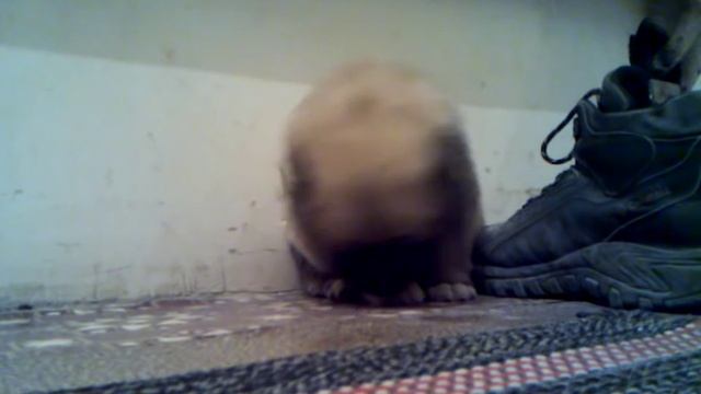 Маленький Алабай в первый раз дома. смотреть онлайн