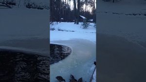 Чем кормить диких уток зимой?