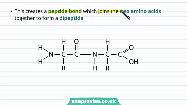 Proteins: Polypeptides | A-level Biology | OCR, AQA, Edexcel