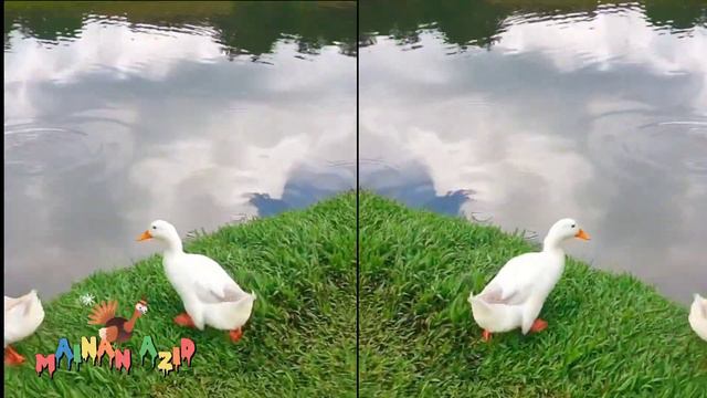 Menemukan Hewan Sapi, Bebek, Ayam, Harimau, Kerbau, Kodok, Kuda Poni, Kepiting, Penyu, Pari Pari смотреть онлайн