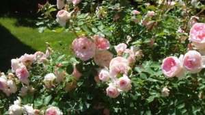 Лучшие сорта канадских роз