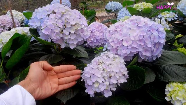 Beautiful Hydrangea Flower смотреть онлайн