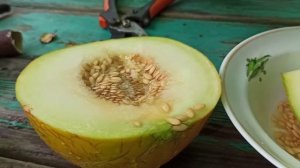 Дыня Айкидо в Московской области. первая любовь. урожайная неприхотливая, устойчивая и вкусная 08.0