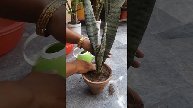 55#snake plant care and cutting смотреть онлайн