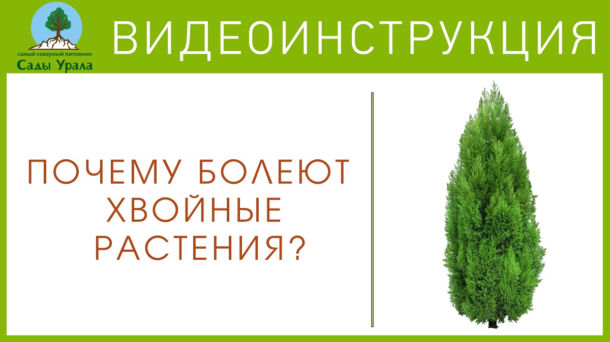 Почему болеют хвойные растения? смотреть онлайн