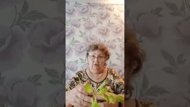 Рассказываю про ЛИСТОВОЙ САЛАТ. ЛУЧШИЕ СОРТА. Уход и посадка. #зелень #дача #огород #рассада смотреть онлайн