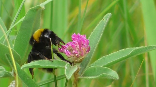 Шмель садовый ( Bombus hortorum ) смотреть онлайн