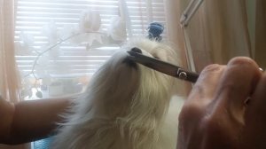 Мальтезе. Секреты выставочного груминга.