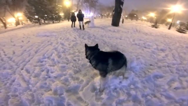 СТАФФОРД УКУСИЛ МУЖИКА! СТРАЙК ЗА ДРАКУ СОБАК С КОТОМ смотреть онлайн