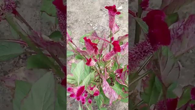 цветы Целозия смотреть онлайн