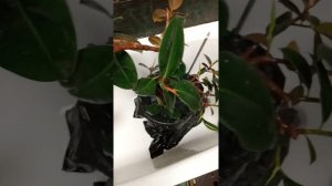Фикус . Завелись вредители, один из способов борьбы. Паутинный клещ и земляные мошки.