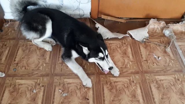 ХАСКИ ШАНТИ СКУЧАЛА ... СМЕШНО ДО СЛЁЗ смотреть онлайн