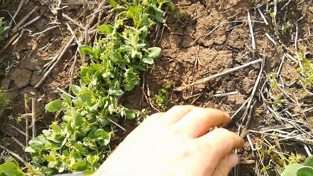 Гербицид озимый горох смотреть онлайн