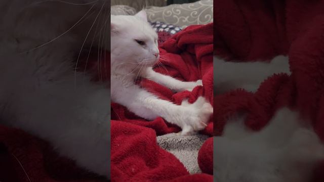 наминает одеялко🥰 #котики #смешныевидео #сочи #мейнкуны #мурчание смотреть онлайн