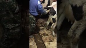 Как делают Узи коровы стельная или нет ...