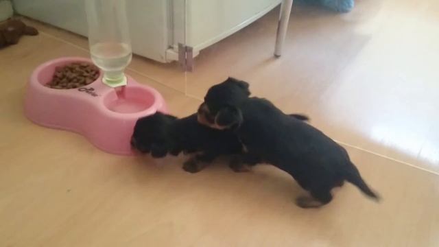 27 дней щенкам смотреть онлайн