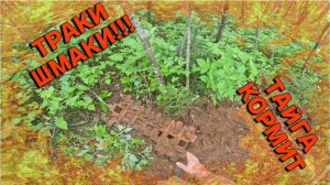 КОП ТРАКТОРОМ. ТРАКИ от ТТ4 ! Коп металла в глубоком лесу. XP ORX