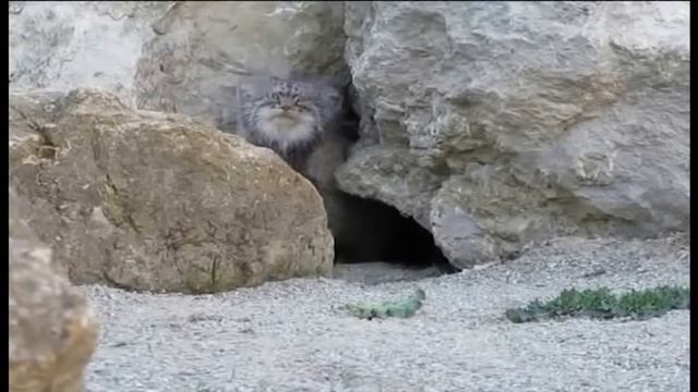 Атака манула смотреть онлайн
