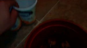 Как вырастить грецкие орехи  в Беларуси. Проращивание грецких орехов Часть1