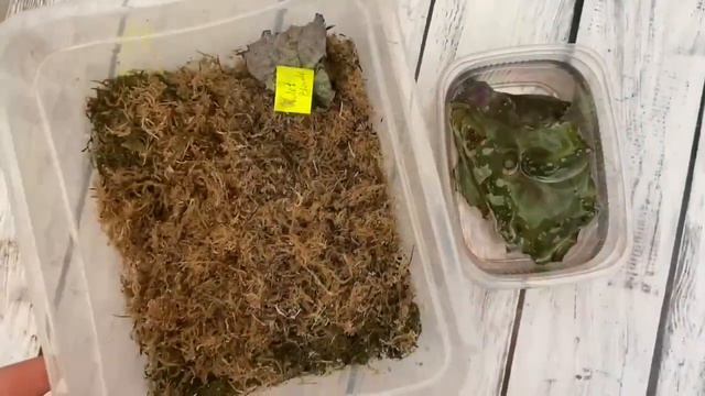 Детки бегоний. Размножение бегоний в мхе-сфагнуме. смотреть онлайн