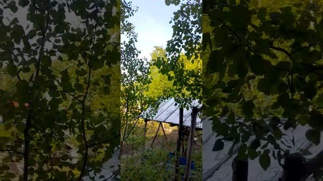 #С праздником Святой Троицы вас#Гармония и два друга# смотреть онлайн