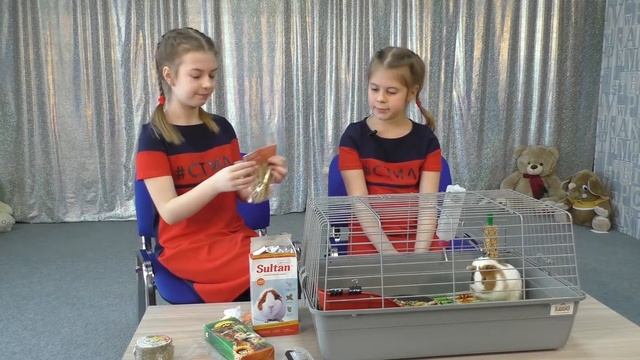 Морская свинка. Чем питается и как за ней ухаживать смотреть онлайн