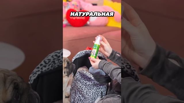 ЧТО НУЖНО БРАТЬ МОПСАМ В ПОЕЗДКУ?.. ? #shortsvideo смотреть онлайн