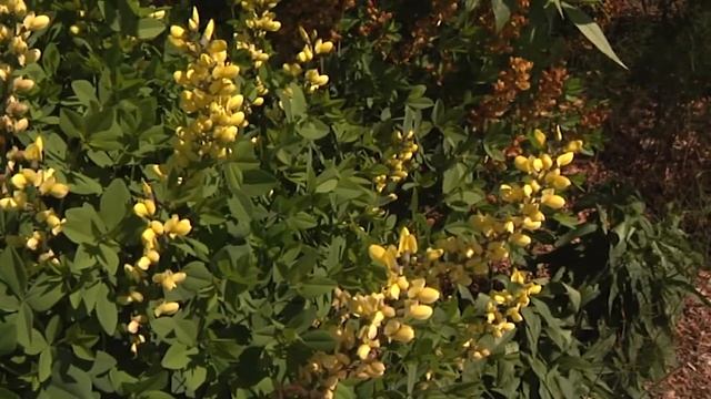 Homegrown | How to Grow Baptisia in Your Garden смотреть онлайн