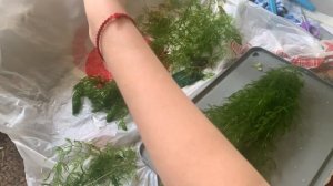 Как я располагаю роголистник в аквариуме)