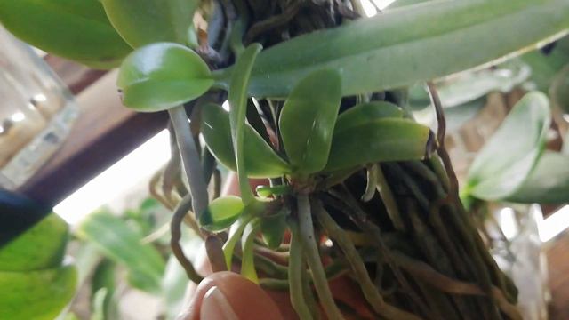 Растут листики у Phal. Cornu-cervi. смотреть онлайн