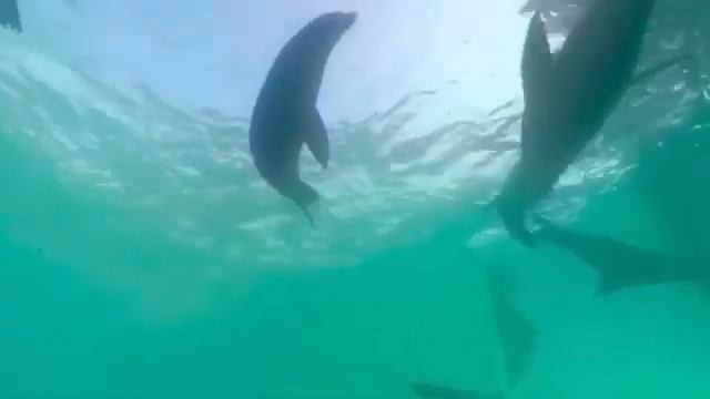 Virtual Reality - 360° Seal Dive | Oculus Quest 2 смотреть онлайн