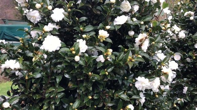 Sasanqua Camellia Hedge - Camellia Avalanche - A Great White Flowering Evergreen Hedge / Screen. смотреть онлайн