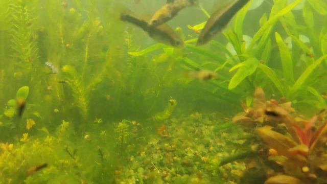 20.04 кормление рыбок дафнией. Борьба с ниткой эритромицин. смотреть онлайн