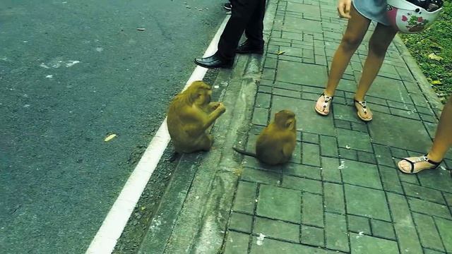 Тайланд - Пхукет | Гора обезьян - Monkey Hill смотреть онлайн