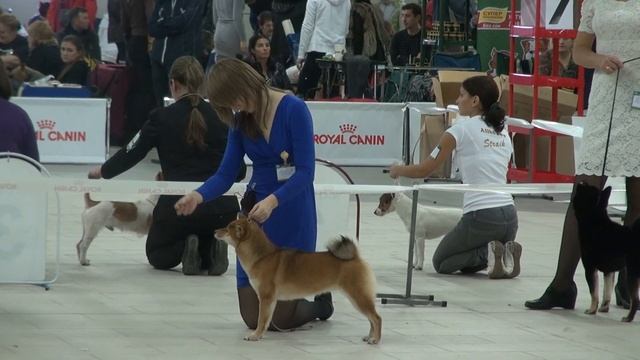Выставка собак Санкт-Петербург 23.10.2011 (Гарден Сити) смотреть онлайн