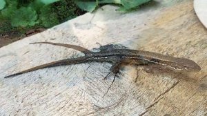 Почему у ящериц заново отрастает хвост?