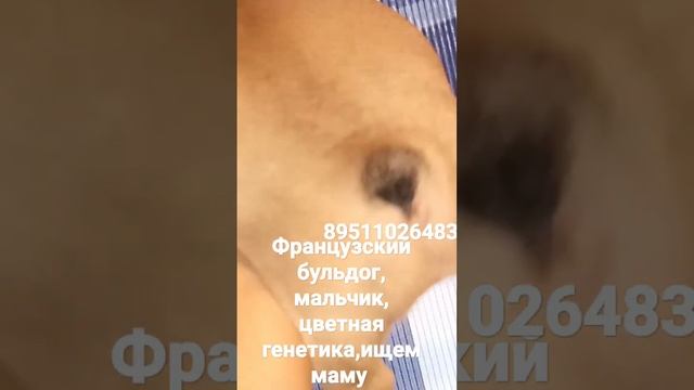 французский бульдог в поисках родителей,мальчик смотреть онлайн