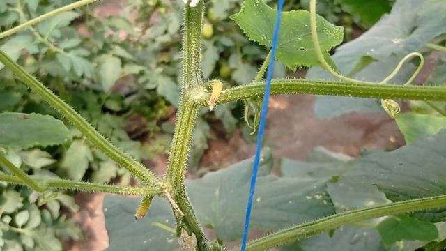 Как правильно удалить листья на огурцах, подкормить и простимулировать корневую систему смотреть онлайн