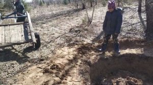 Пересаживаем сосну 2 м 20 см из леса